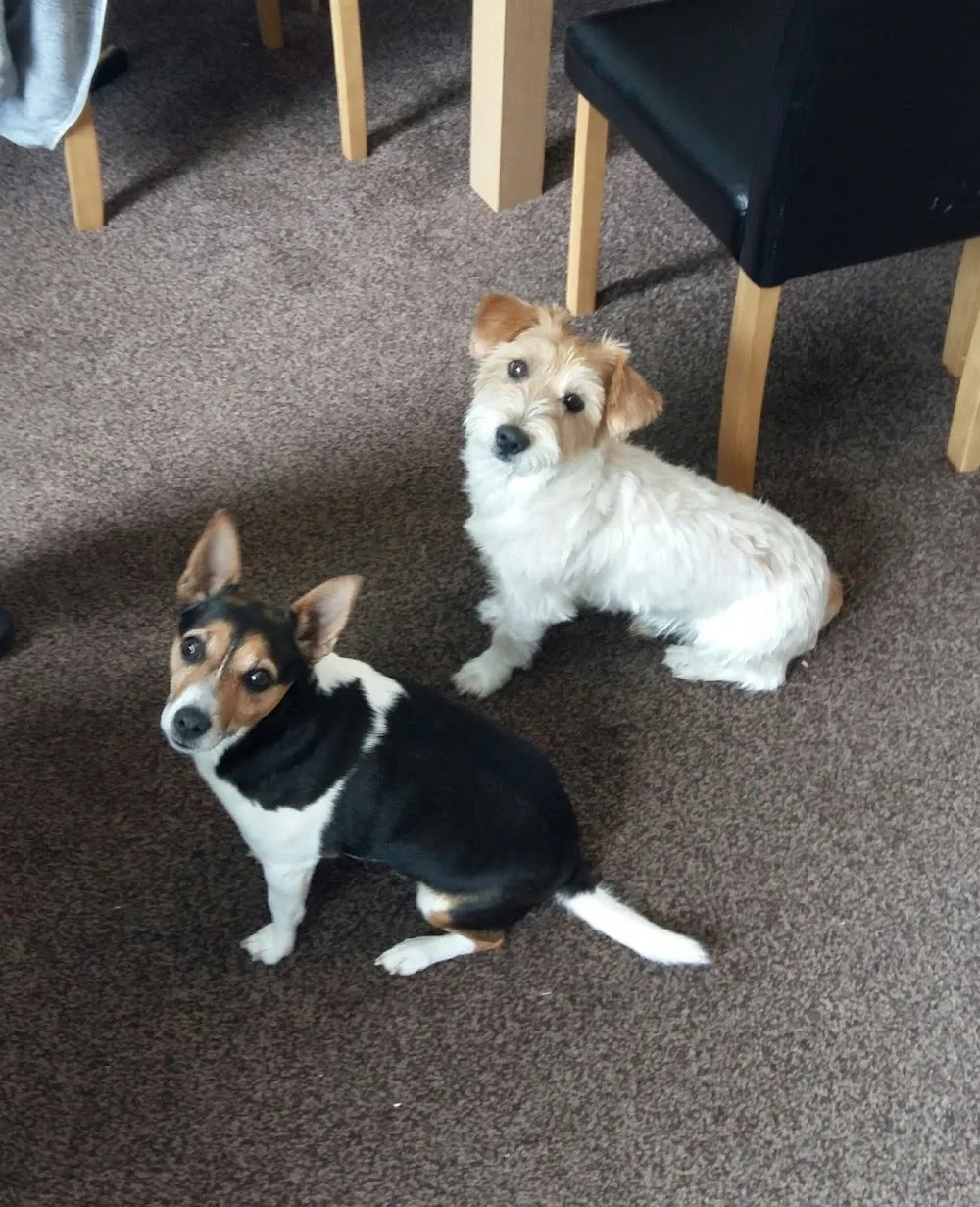 Teddy Bear Pet Care - South Ayrshire pet otel