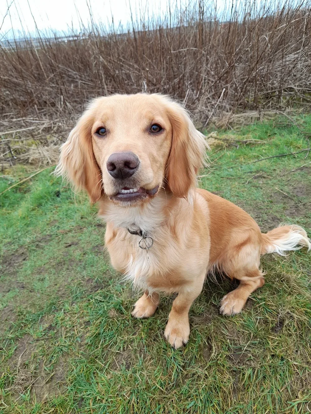 Teddy Bear Pet Care - South Ayrshire pet otel görseli 3