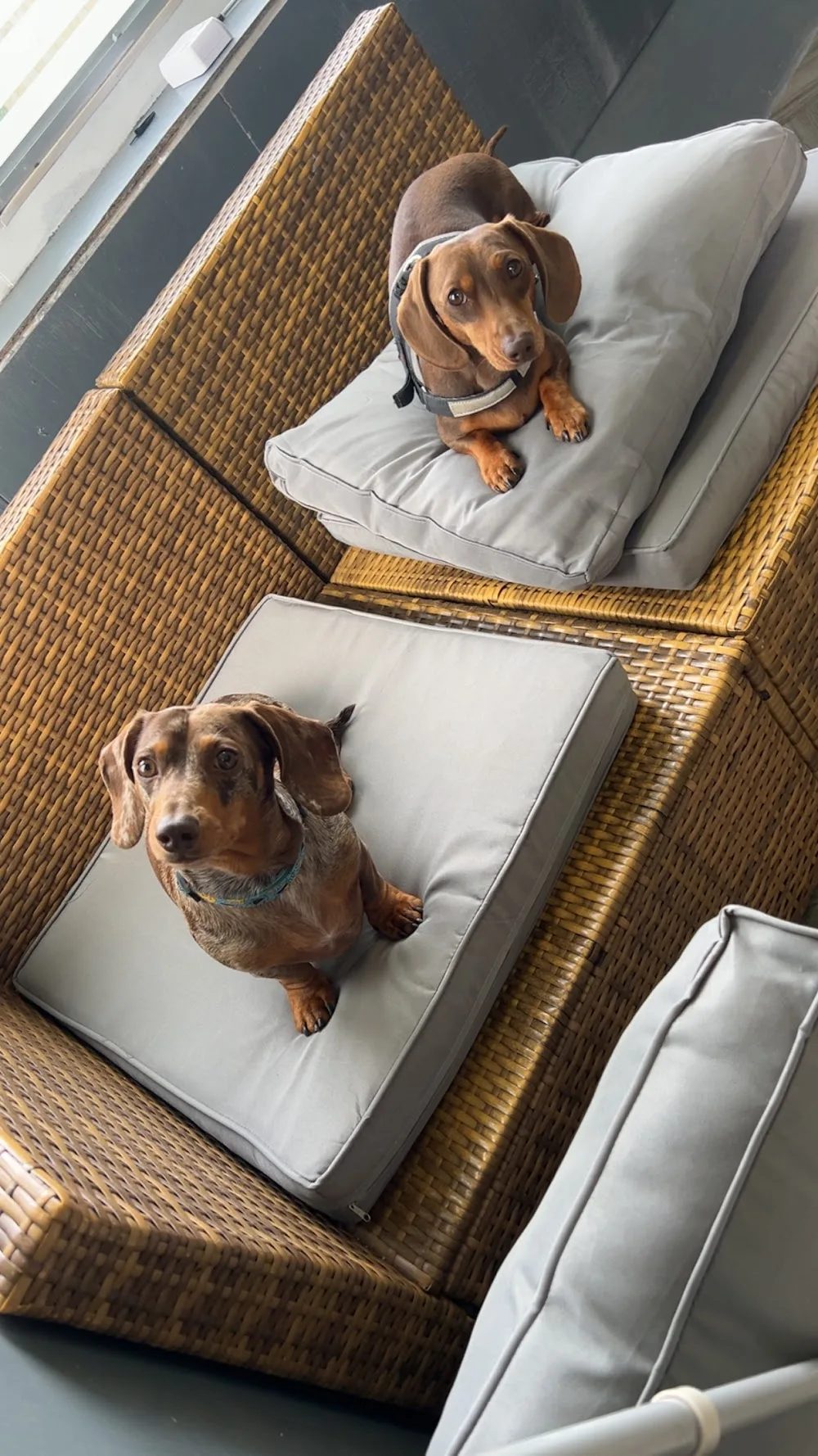 The Dog House - South Ayrshire pet otel görseli 3