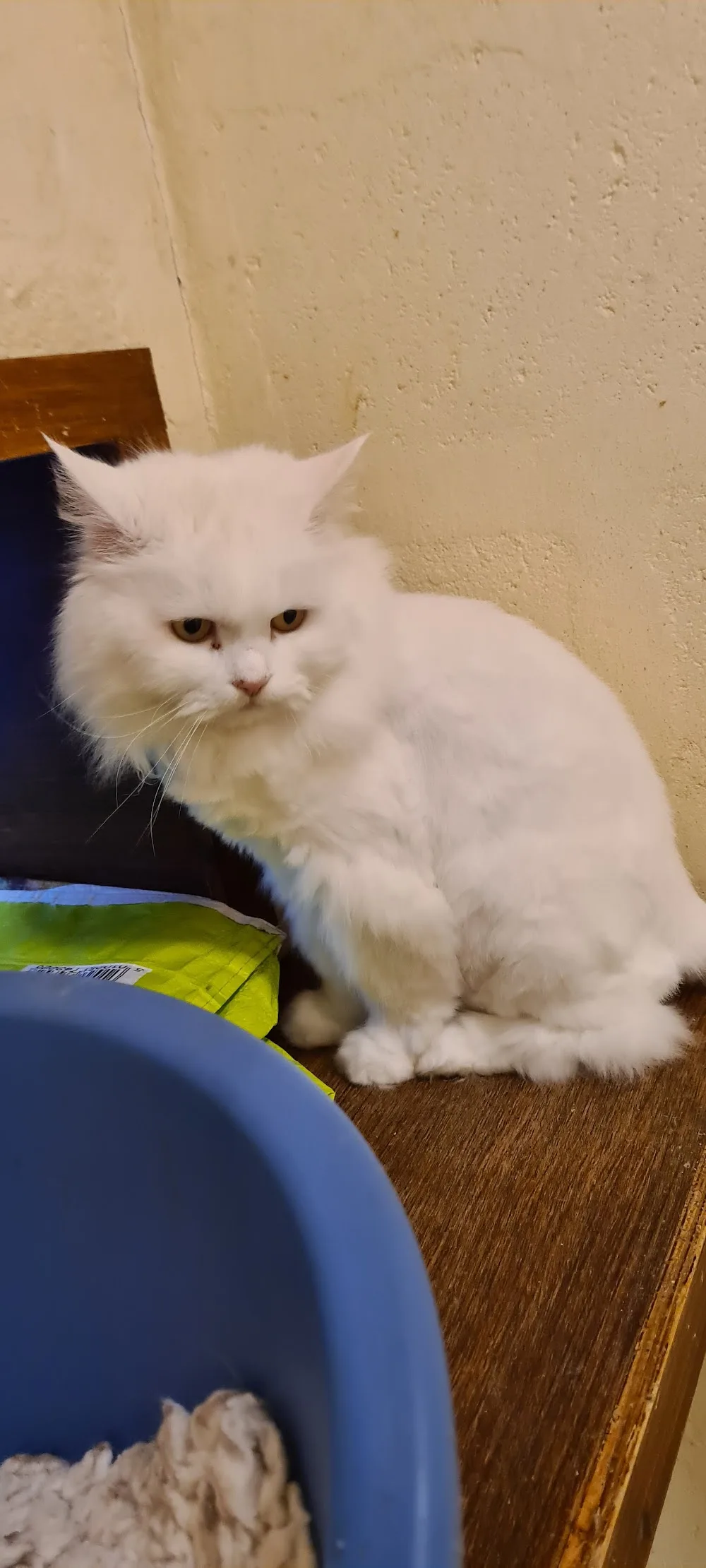 Town and Country Pets & Cattery - South Ayrshire pet otel