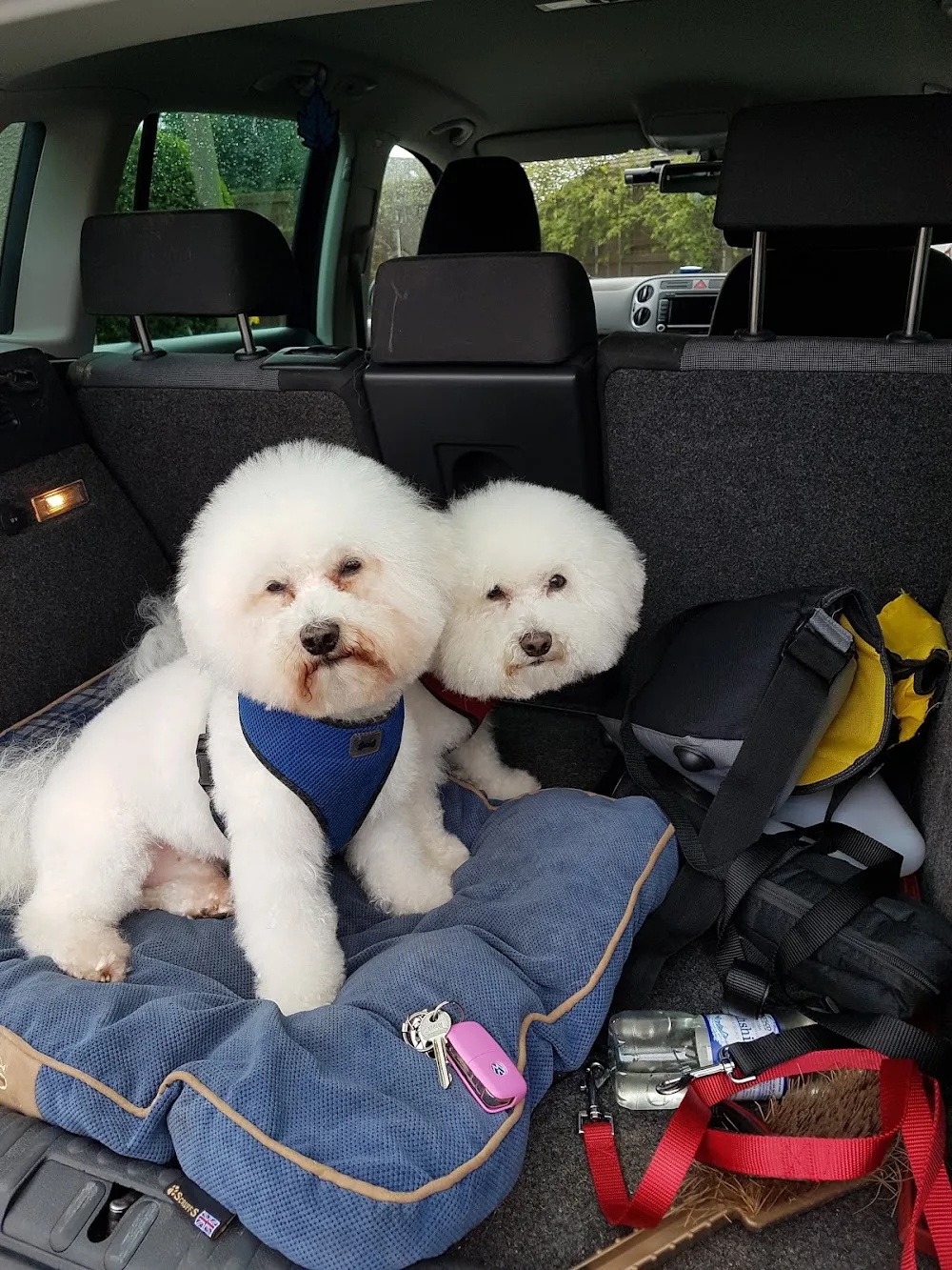 Town and Country Pets & Cattery - South Ayrshire pet otel görseli 5