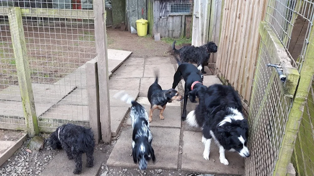 Windyhill Kennels - South Ayrshire pet otel görseli 3