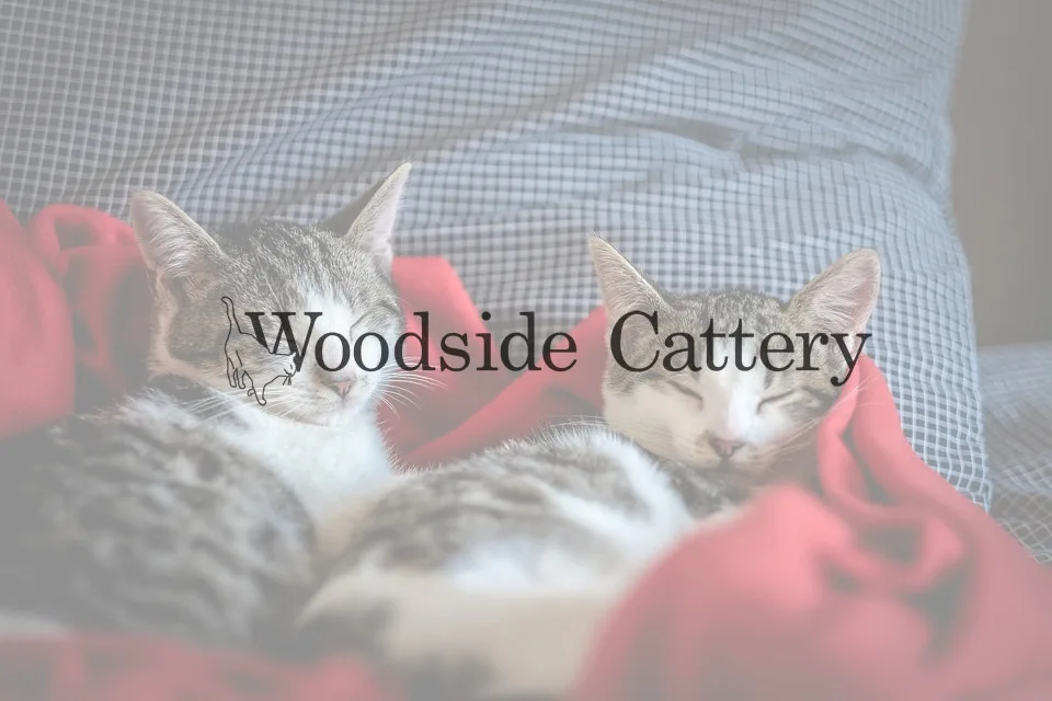 Woodside Cattery - South Ayrshire pet otel