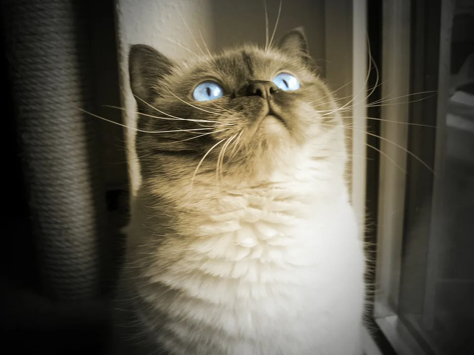 Woodside Cattery - South Ayrshire pet otel görseli 3