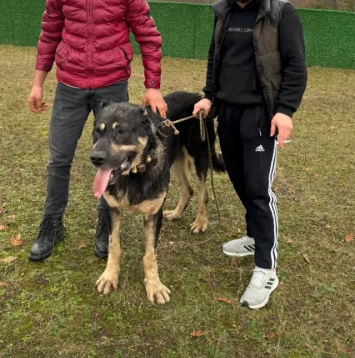 Gebze Kedi Köpek Pansiyonu - Kocaeli pet otel