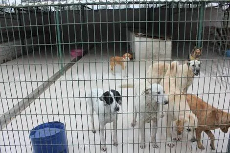 Gebze Kedi Köpek Pansiyonu - Kocaeli pet otel görseli 3