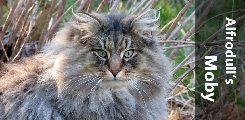 cattery van de Moeshoek Norwegische Waldkatzen - Geeste pet otel