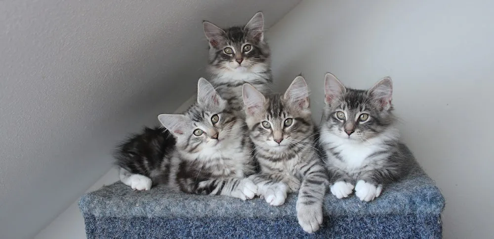 cattery van de Moeshoek Norwegische Waldkatzen - Geeste pet otel görseli 3