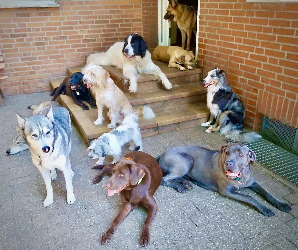 Deine artgerechte Hundepension & Hundebetreuung Lingner Pfotenhof - Geeste pet otel