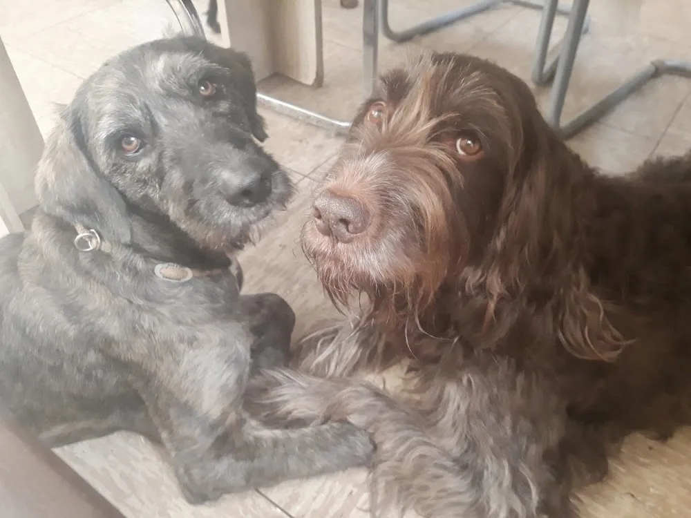 Deine artgerechte Hundepension & Hundebetreuung Lingner Pfotenhof - Geeste pet otel görseli 3
