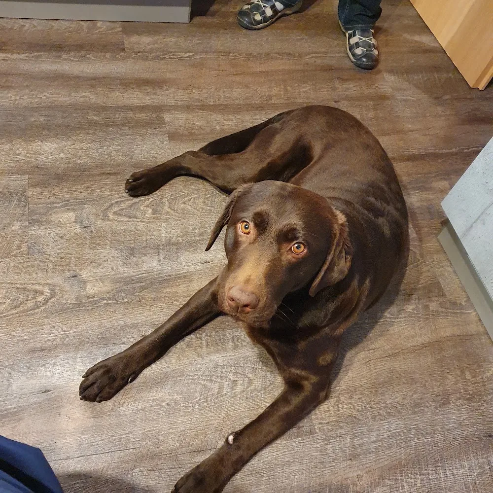 Deine artgerechte Hundepension & Hundebetreuung Lingner Pfotenhof - Geeste pet otel görseli 4
