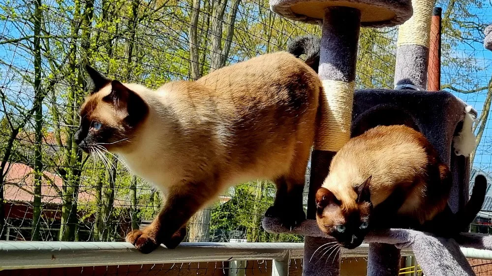 Hundepension & Katzenpension Emsland - Geeste pet otel görseli 3