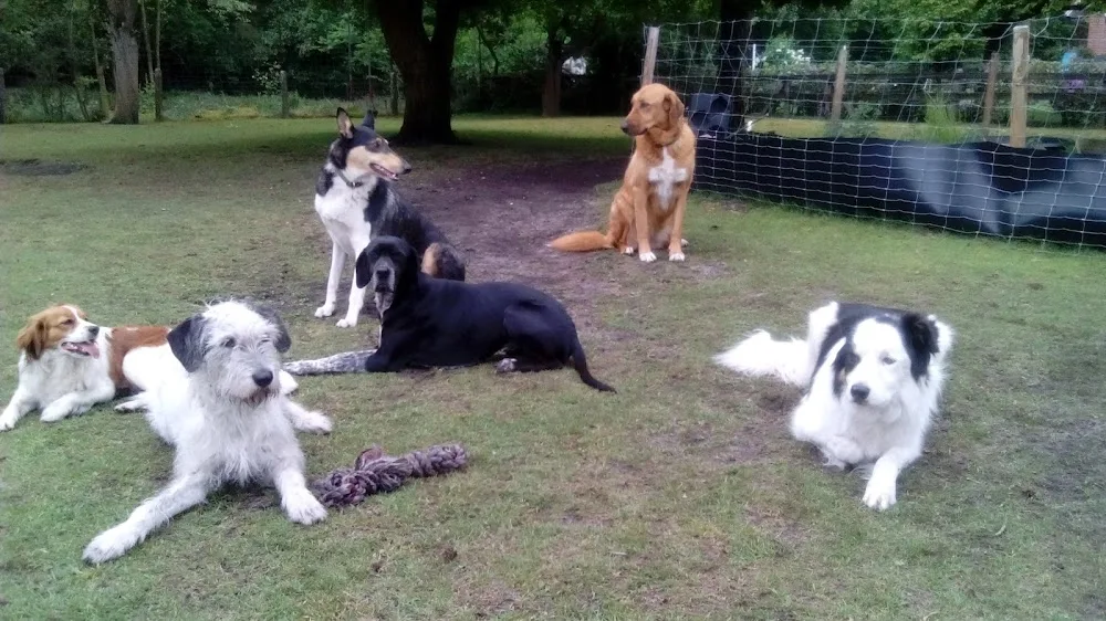 Hundepension Tierbetreuung Lingen / Service für alle “Felle“ Ann-Kathrin Richter - Geeste pet otel