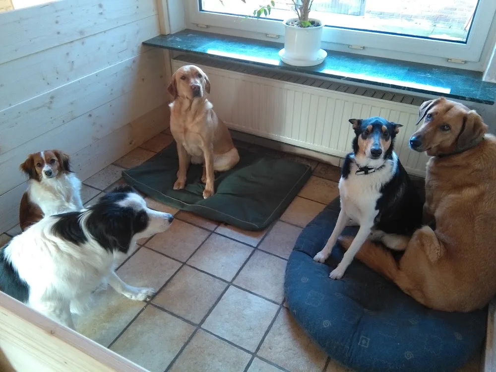 Hundepension Tierbetreuung Lingen / Service für alle “Felle“ Ann-Kathrin Richter - Geeste pet otel görseli 3