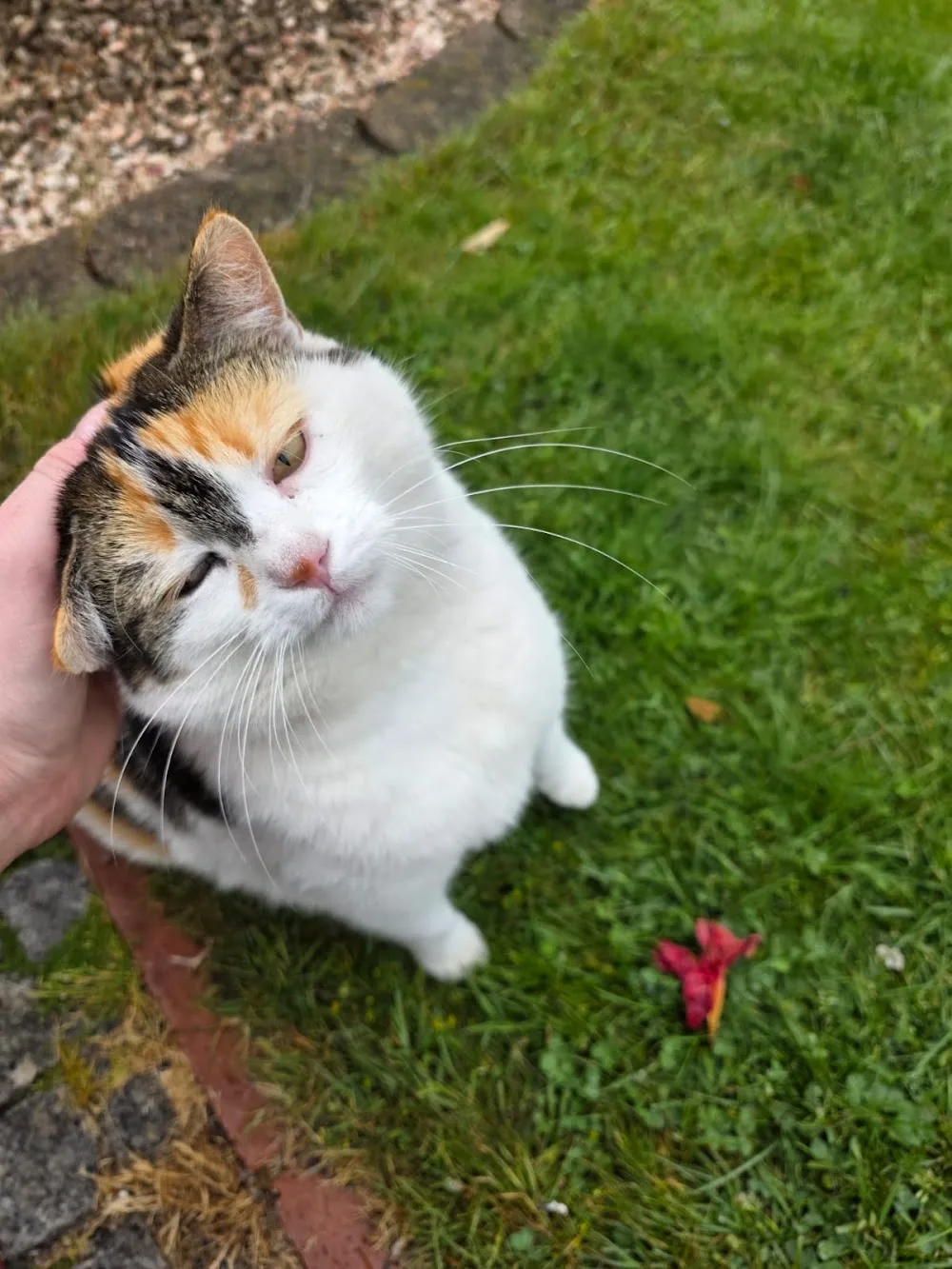 Isabel's mobile Katzenbetreuung - Geeste pet otel görseli 3