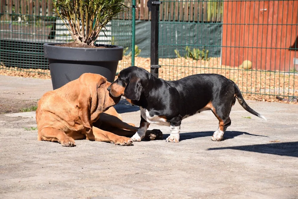Katja´s Hundebetreuung - Geeste pet otel görseli 3
