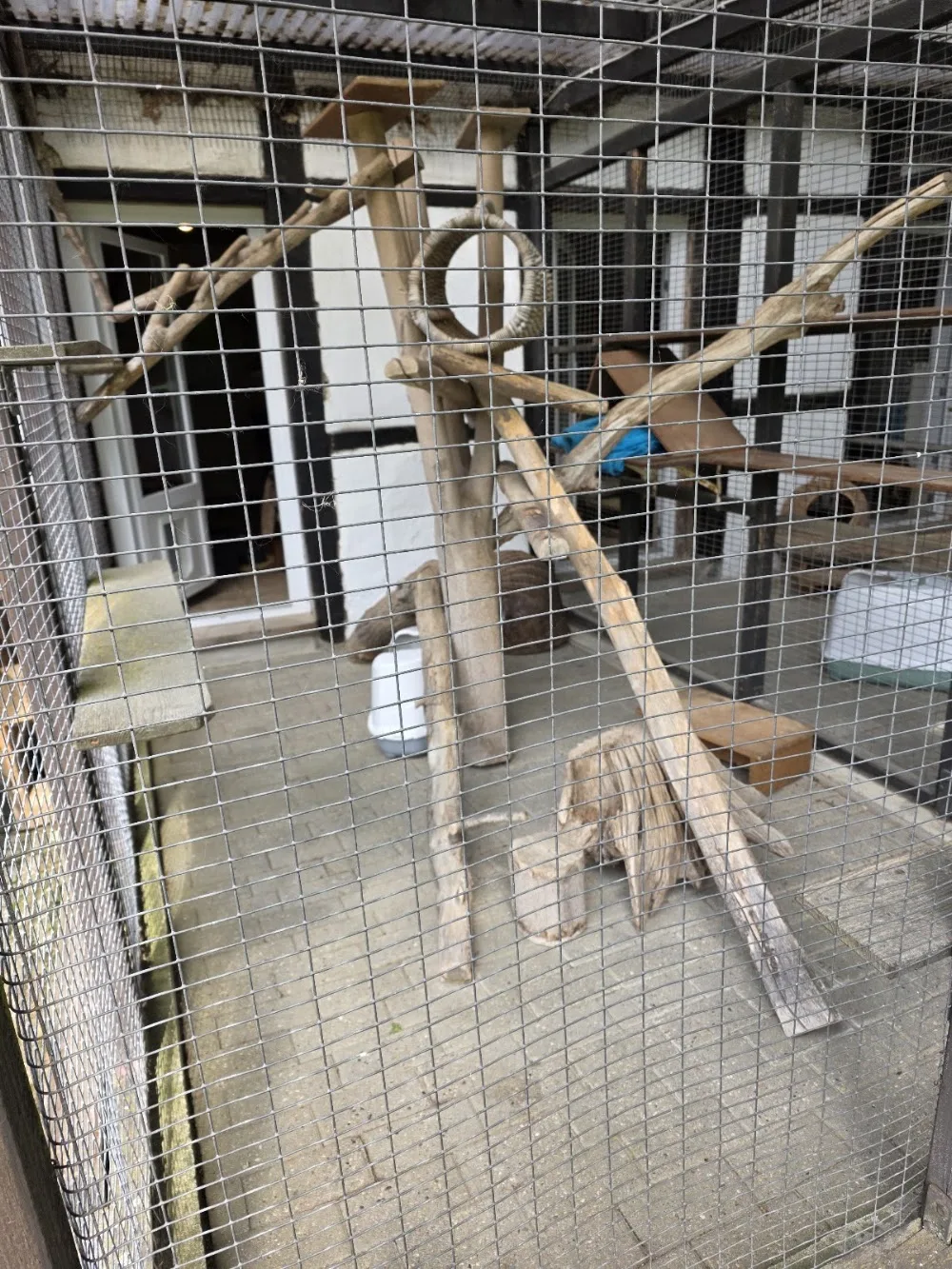 Katzenpension Riesenbeck - Geeste pet otel görseli 3