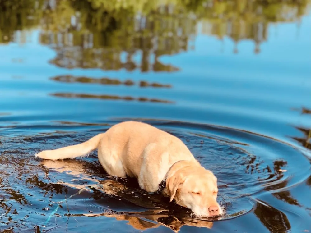 Tinas Hundehotel - Geeste pet otel