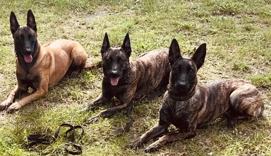 Tinas Hundehotel - Geeste pet otel görseli 3