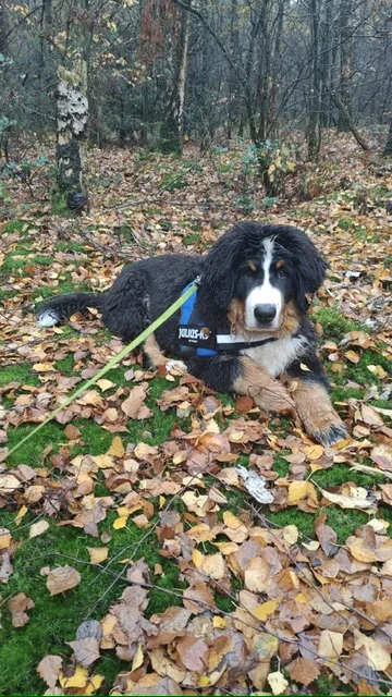 Berner Sennen kennel 'de Hoge Veluwe' - Gelderland pet otel