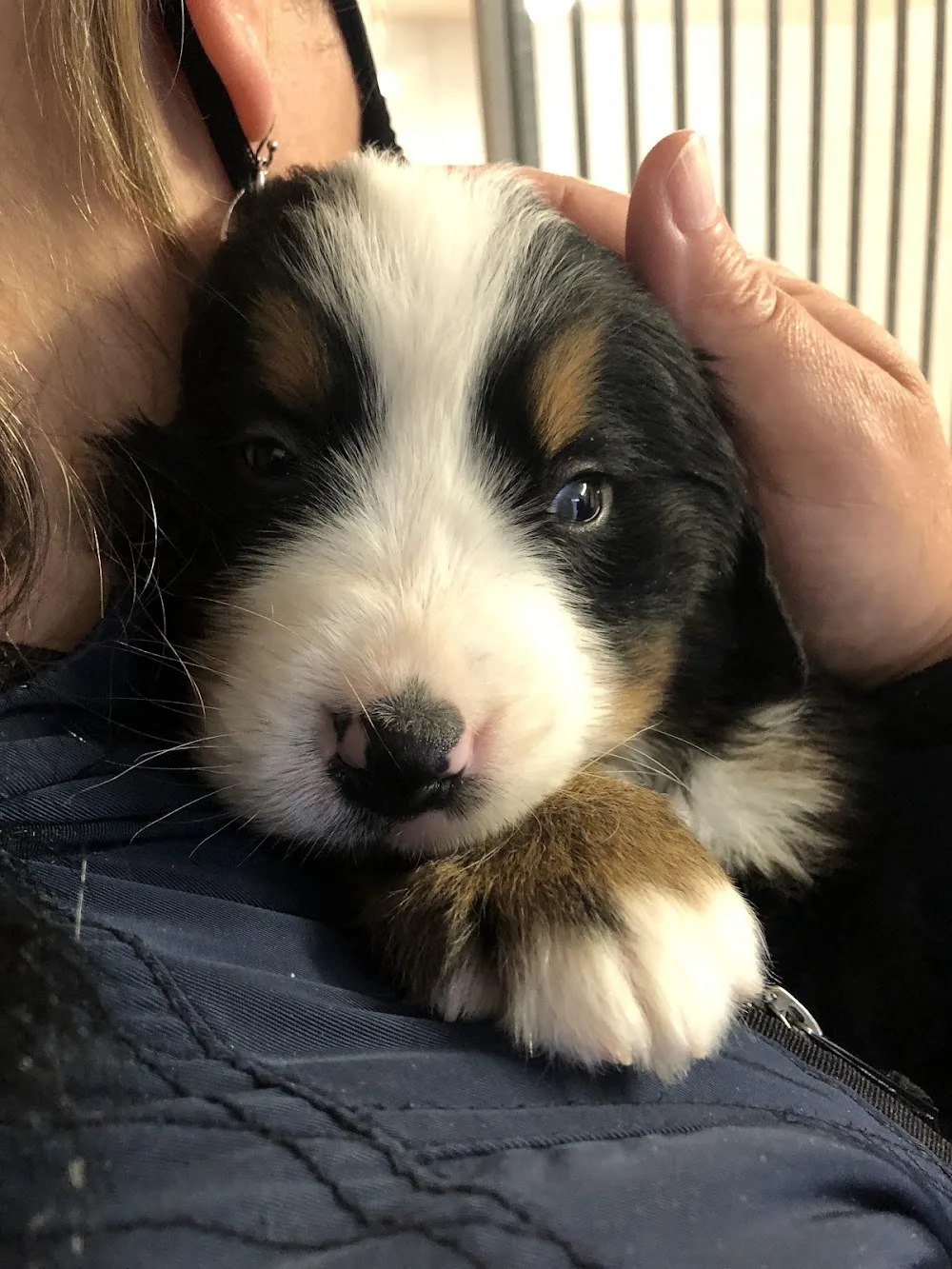 Berner Sennen kennel 'de Hoge Veluwe' - Gelderland pet otel görseli 3