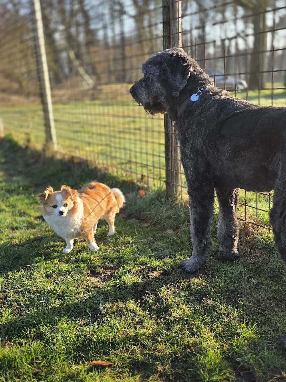 De Poelert - Gelderland pet otel görseli 3