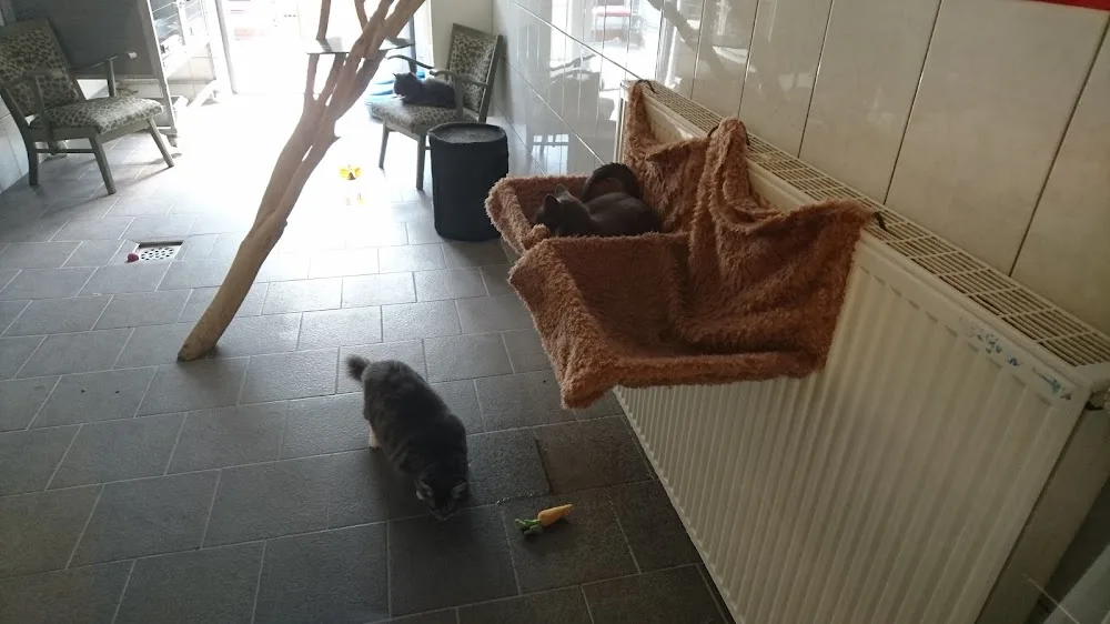 Dierenpension de Johanneshoeve - Gelderland pet otel
