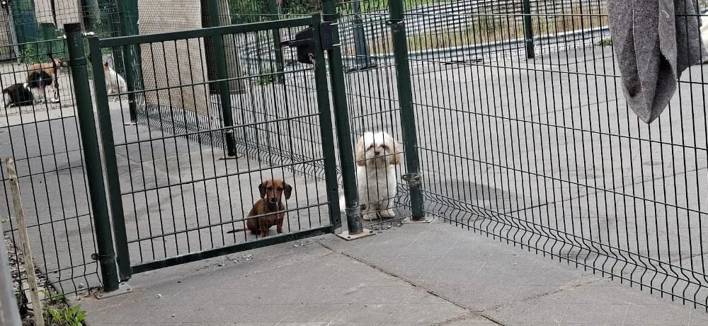 Dierenpension En Trimsalon De Wijde Blik - Gelderland pet otel görseli 3