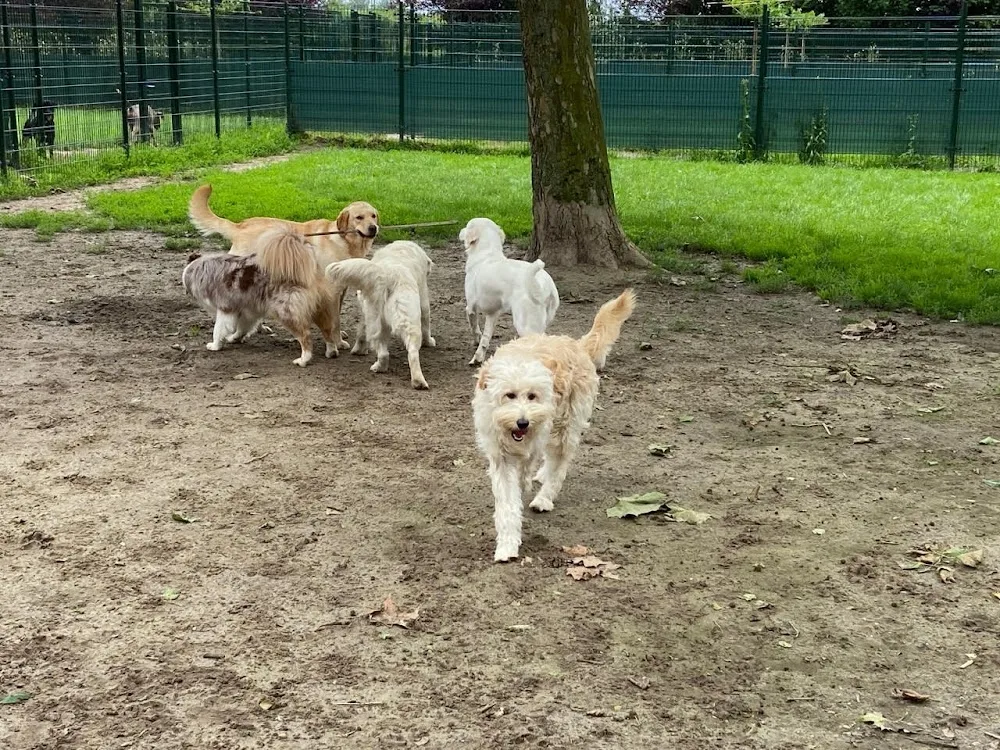 Dierenpension Kesteren - Gelderland pet otel