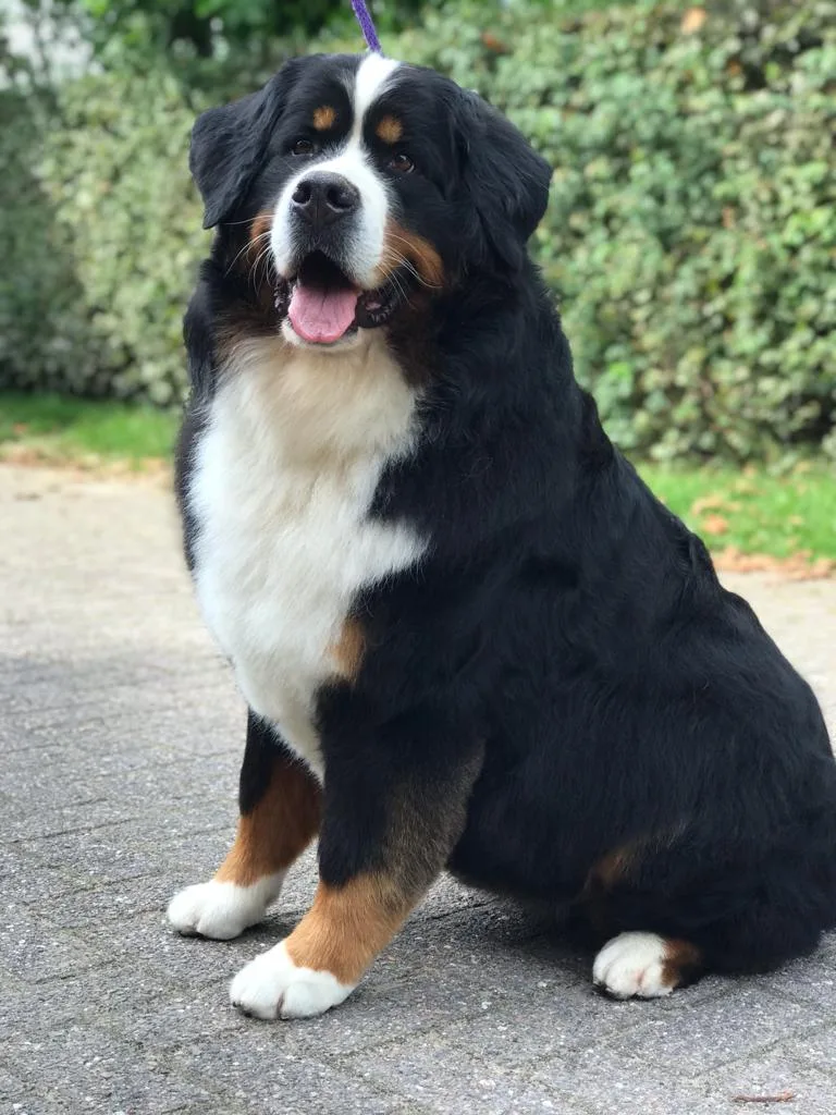 Dierenpension Kesteren - Gelderland pet otel görseli 3