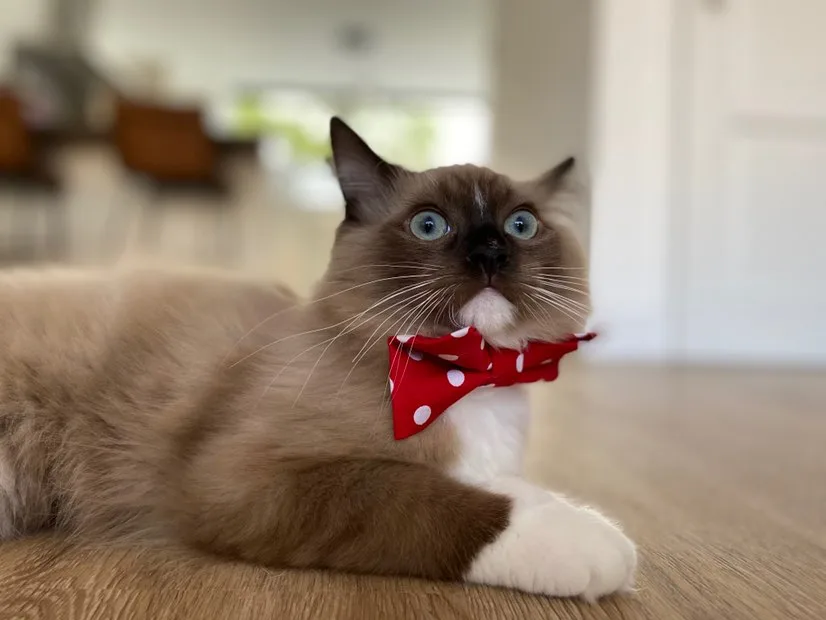 Het Catshuys, kattenhotel - Gelderland pet otel görseli 5
