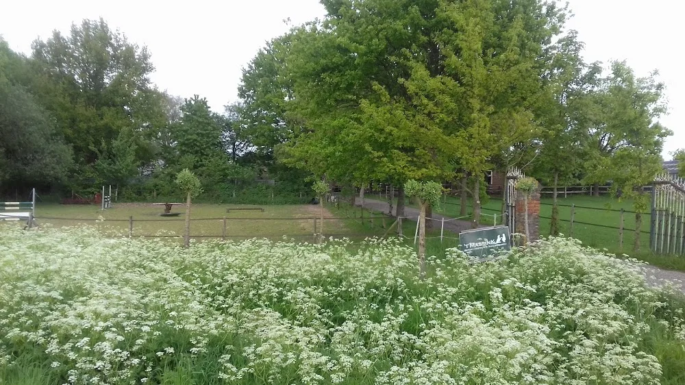 Hondenpension 't Massink - Gelderland pet otel