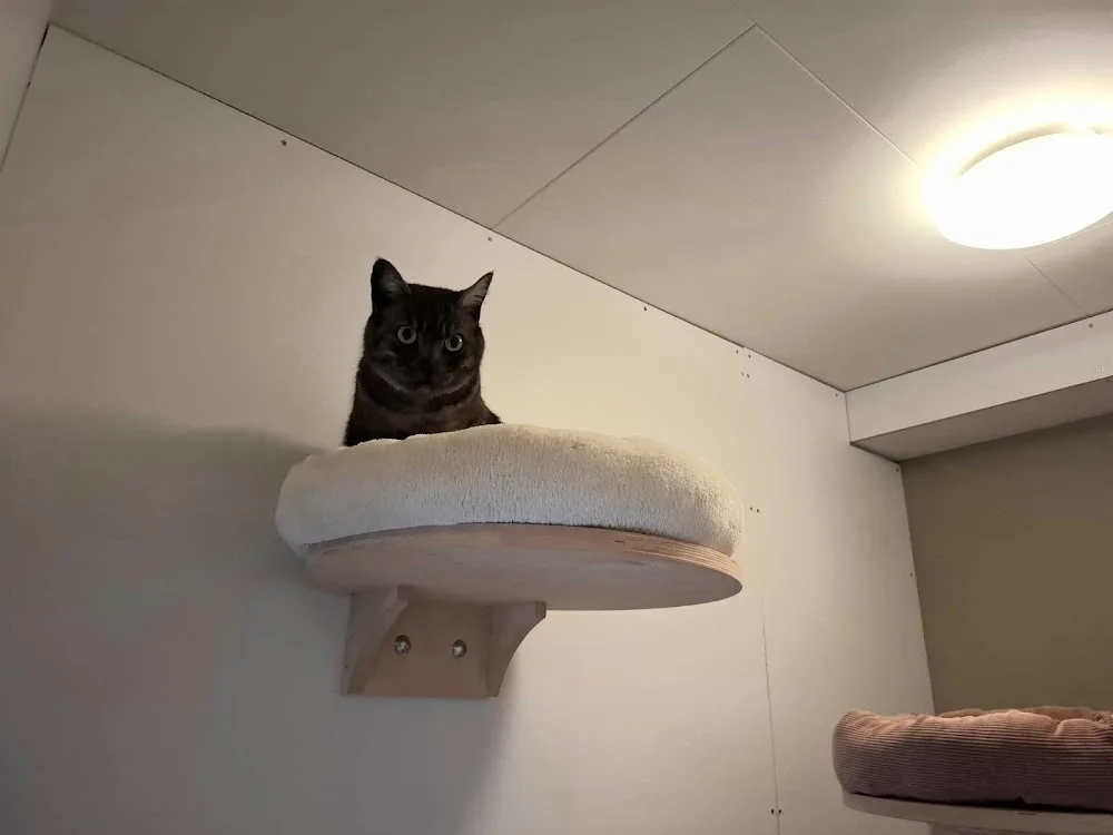Kattenhotel Heathers Hill - Gelderland pet otel