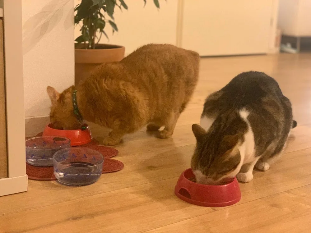 KattenOppas Gelderland (aan huis) vanaf 15€. Incl: Zwolle, Apeldoorn, Heerde, Vaassen, Emst, Wapenveld, Nunspeet, Twello - Gelderland pet otel