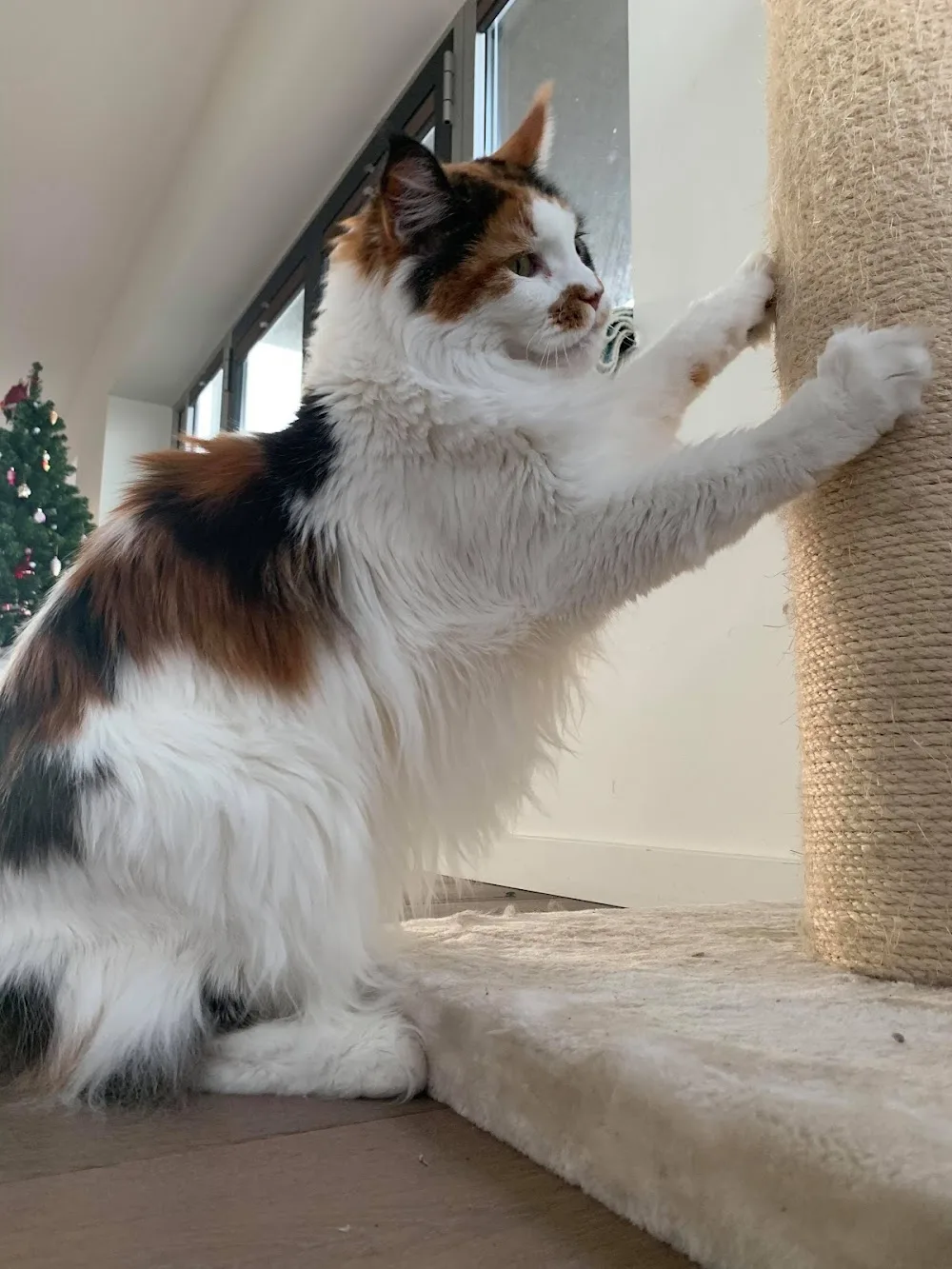 KattenOppas Gelderland (aan huis) vanaf 15€. Incl: Zwolle, Apeldoorn, Heerde, Vaassen, Emst, Wapenveld, Nunspeet, Twello - Gelderland pet otel görseli 3