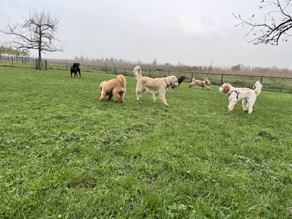 Modderpootjes - Gelderland pet otel görseli 3
