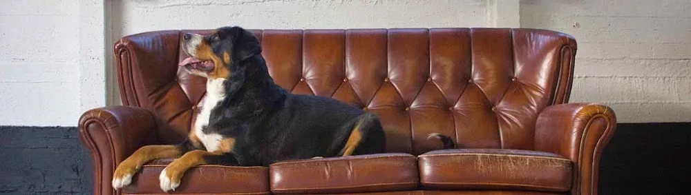 Onze Herberg - Gelderland pet otel görseli 2