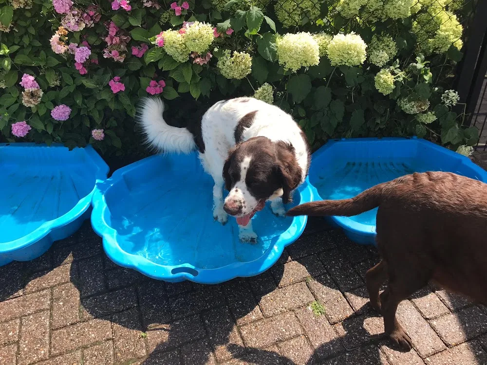 Onze Herberg - Gelderland pet otel görseli 3