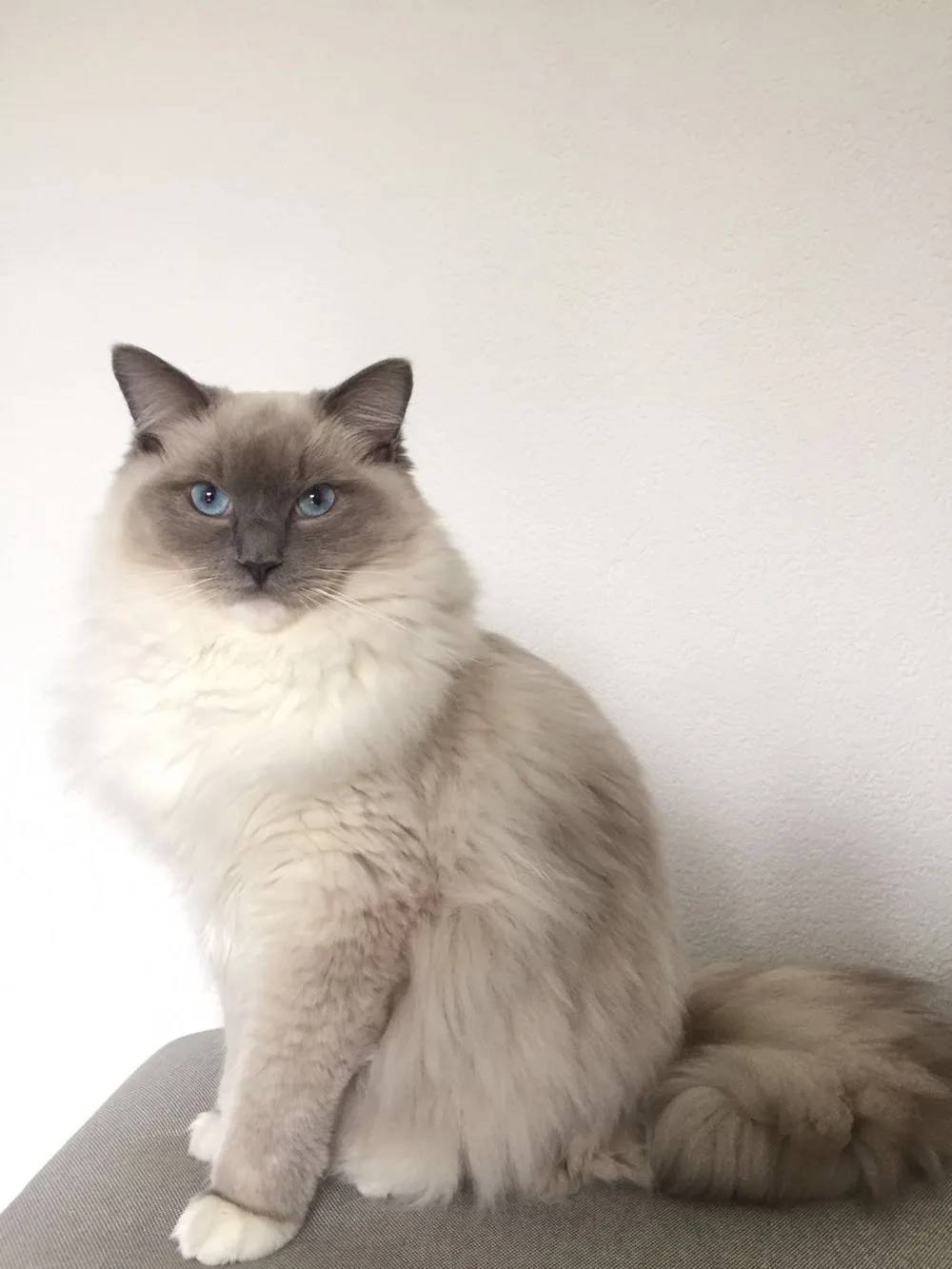 Ragdoll Cattery de Passacaglia - Gelderland pet otel