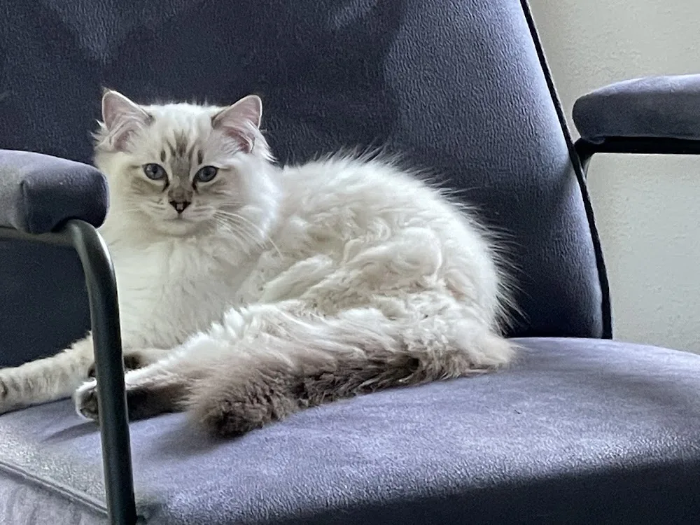 Ragdoll Cattery de Passacaglia - Gelderland pet otel görseli 3