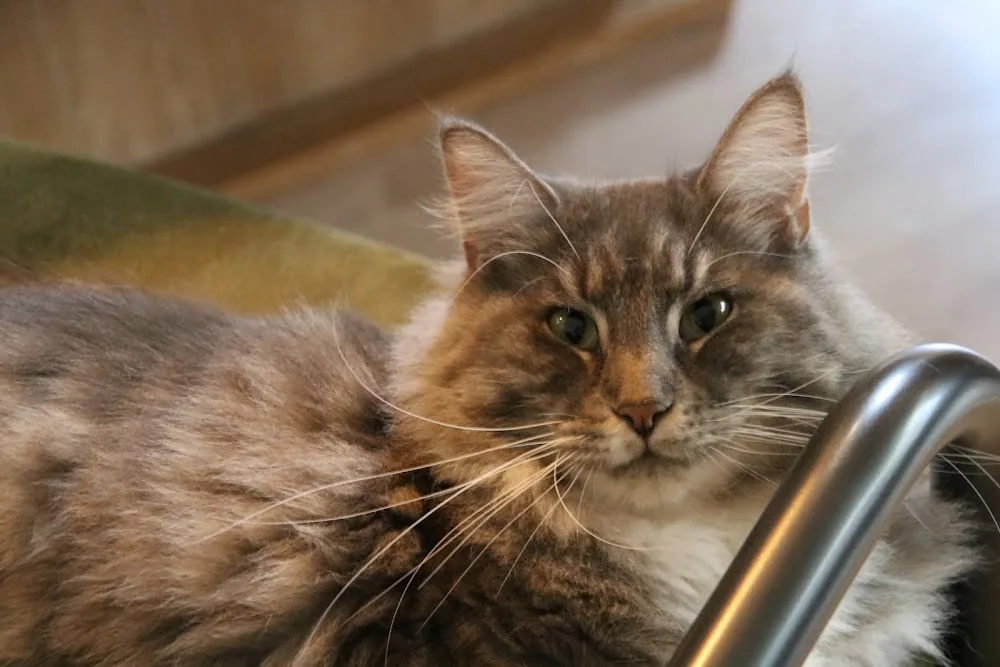 Scenariocoons- Maine Coon kittens - Gelderland pet otel