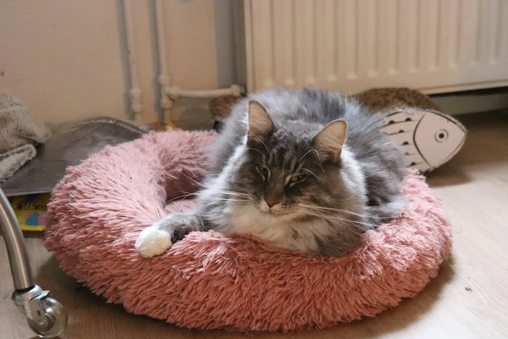 Scenariocoons- Maine Coon kittens - Gelderland pet otel görseli 3
