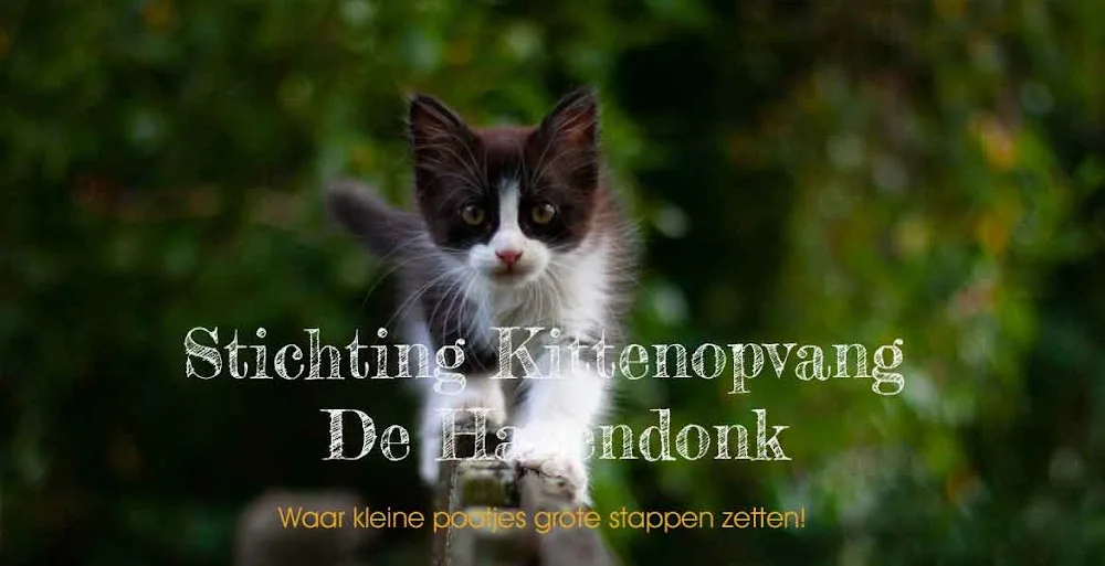 Stichting Kittenopvang De Hazendonk - Gelderland pet otel