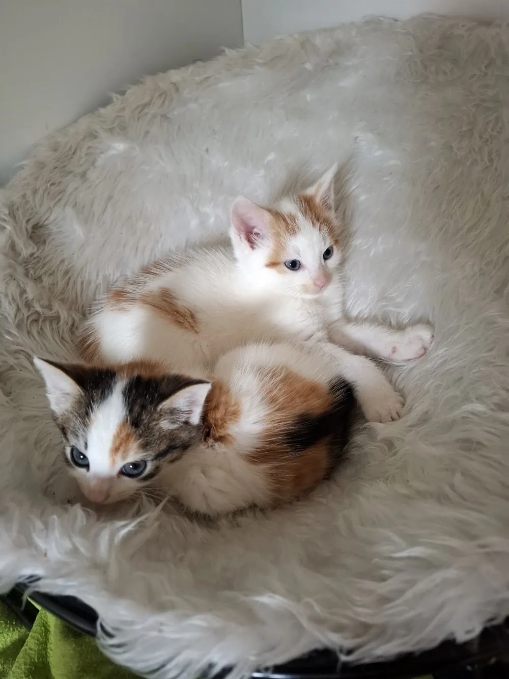Stichting Kittenopvang De Hazendonk - Gelderland pet otel görseli 3