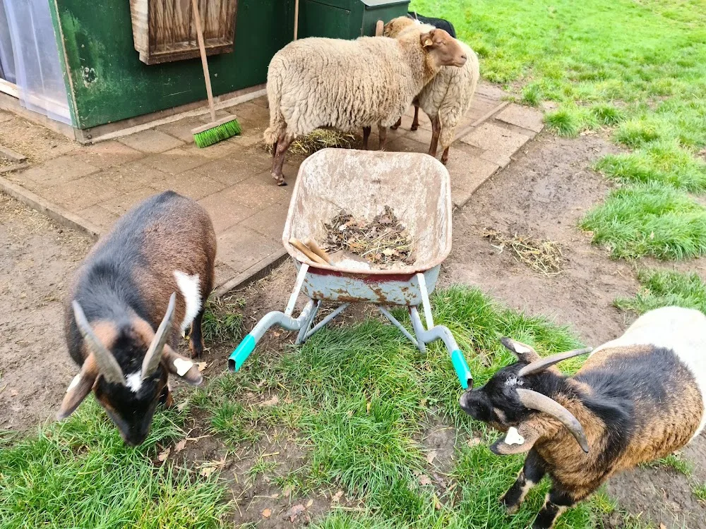 Dierenhotel Welschap - Geldrop pet otel