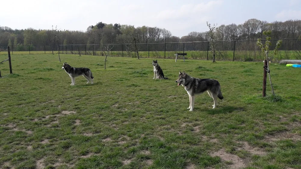 Dierenhotel Welschap - Geldrop pet otel görseli 3