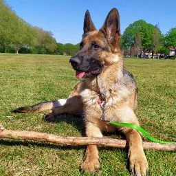 Dierenhotel Welschap - Geldrop pet otel görseli 5
