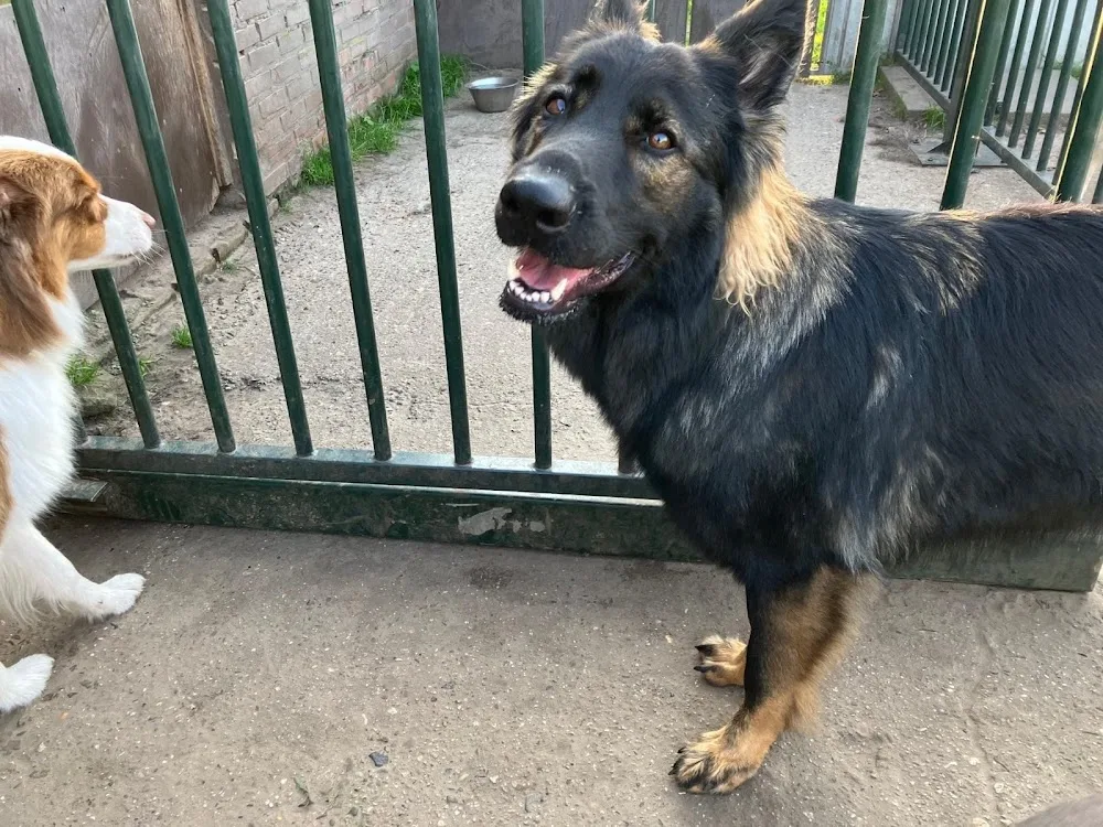 Dierenpension 't Laarbroek - Geldrop pet otel