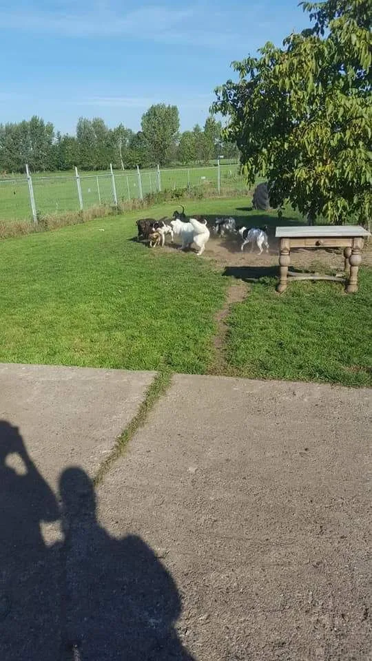 Dierenpension 't Laarbroek - Geldrop pet otel görseli 3