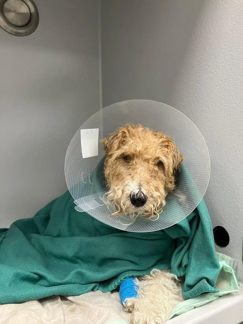 Evidensia Dierenziekenhuis Zuidoost Brabant 🚨🐾🩺 - Geldrop pet otel görseli 3